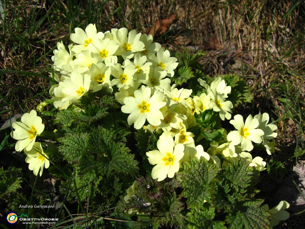 03 primula spontanea.JPG